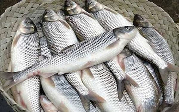 تصویر 2 از خرید و قیمت ماهی سنگسر سفید + فروش عمده